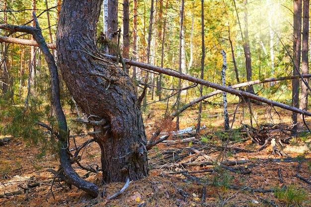 Tree with dry twigs in a thick pine forest close up. Forest conservation area. Natural Park.                          