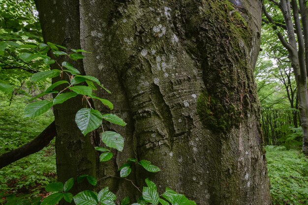 Photo a tree with a face carved into it and a face on it