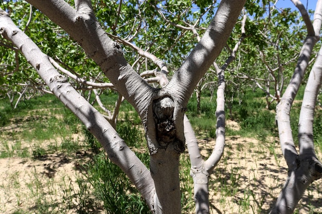 A tree with a face on it that is shaped like a snake