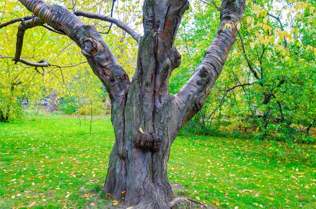 A tree with a face on it and the trunk has a large trunk.