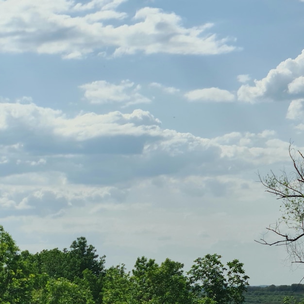 Photo a tree with a few clouds in the sky