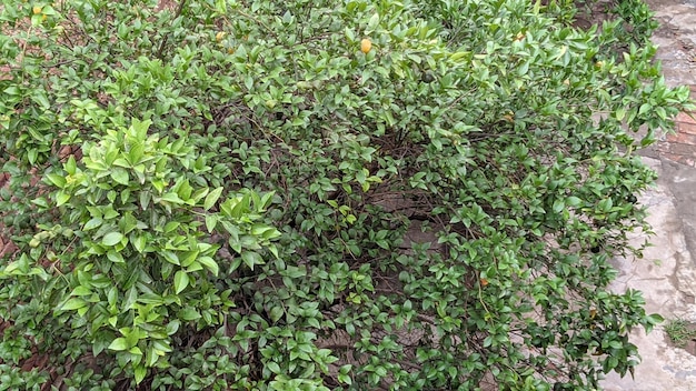 A tree with a few leaves and a few small leaves