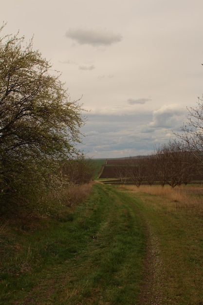 a tree with a few leaves on it and a sky with clouds