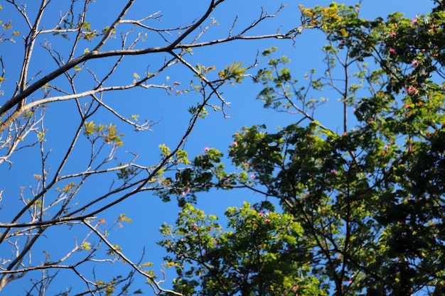 a tree with a few leaves that are visible.