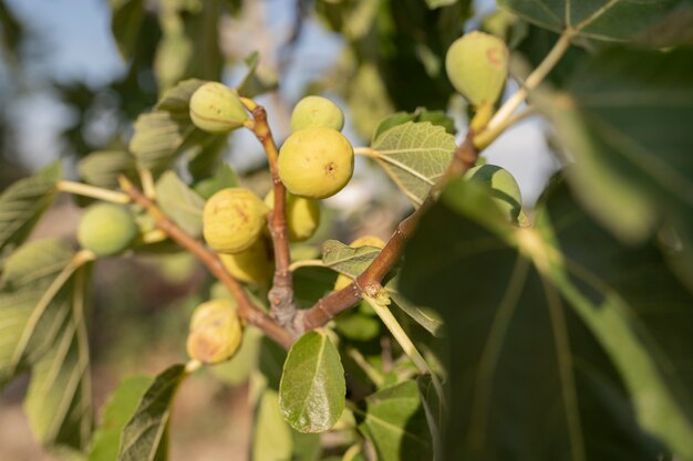 Photo tree with figs, agriculture, sunny day