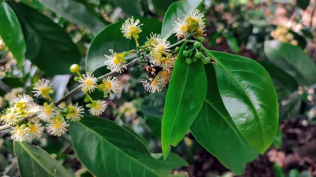 Photo a tree with a flower and a bee on it