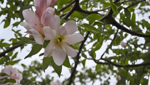 a tree with a flower that says  spring  on it