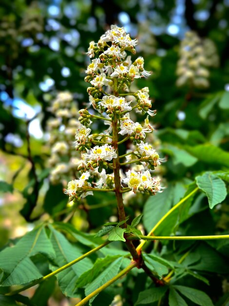 Photo a tree with flowers that have the word 