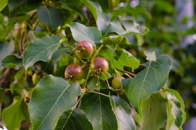 A tree with fruits on it