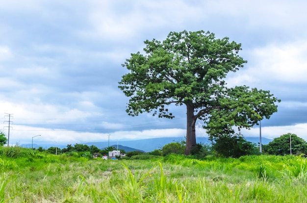 Tree with green foliage