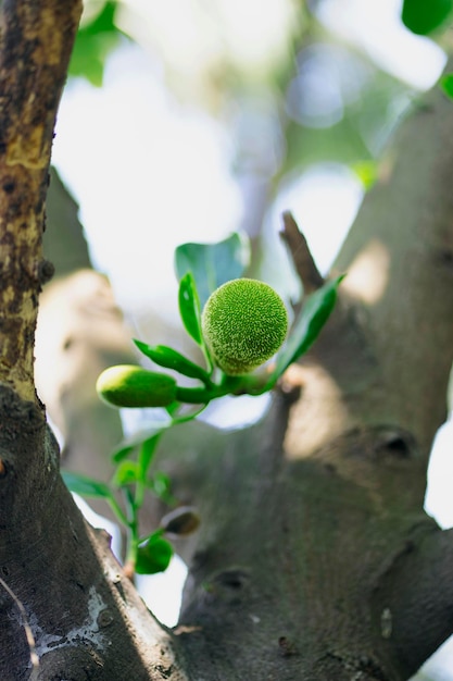 A tree with a green fruit and a green fruit.