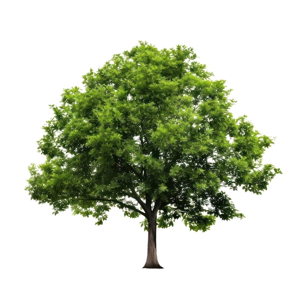 A tree with a green leaf on a white background