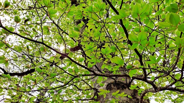 a tree with green leaves and a bird in the upper left corner