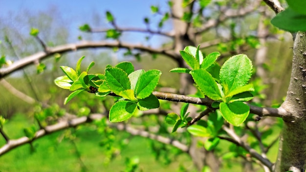 a tree with green leaves and a blue sky in the background