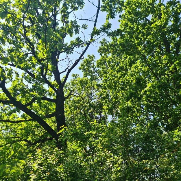 緑の葉と背景の青い空の木