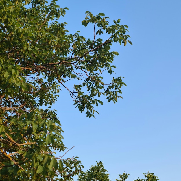 A tree with green leaves and a blue sky in the background.