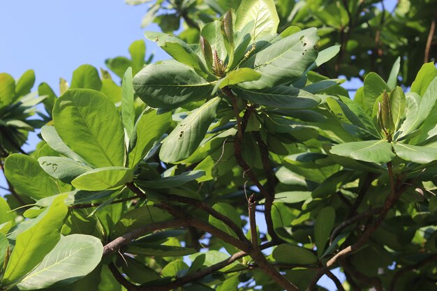 A tree with green leaves and a blue sky in the background