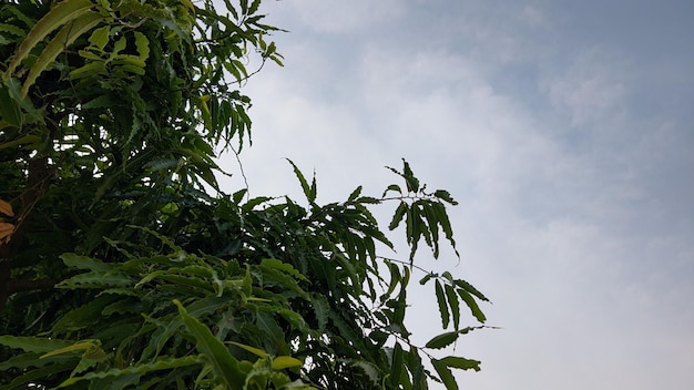 A tree with green leaves and a blue sky in the background