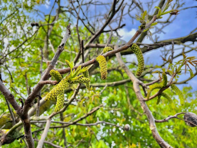 A tree with green leaves and a blue sky in the background.