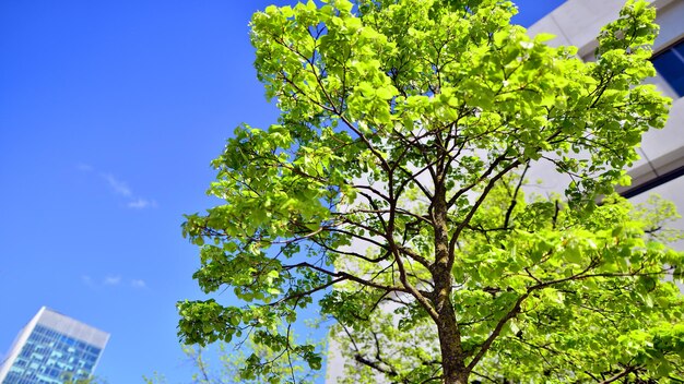 Foto un albero con foglie verdi e un cielo blu sullo sfondo