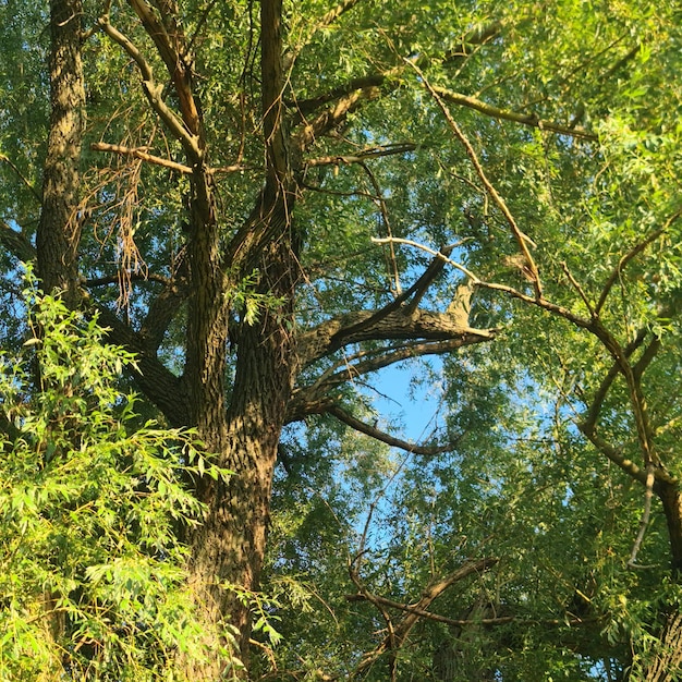 A tree with green leaves and a blue sky behind it