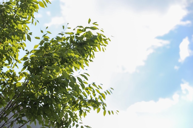 A tree with green leaves and a blue sky with clouds
