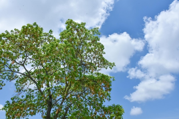 A tree with green leaves and a blue sky with clouds