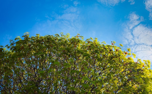 A tree with green leaves and a blue sky