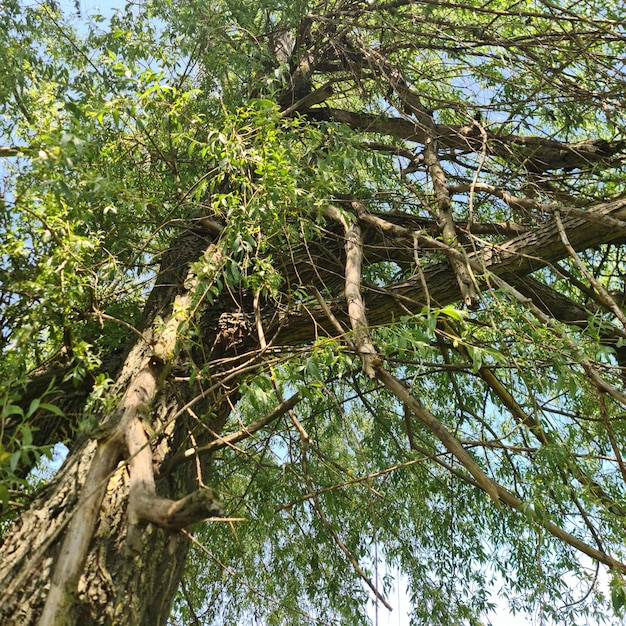 Photo a tree with green leaves and branches that have the word 