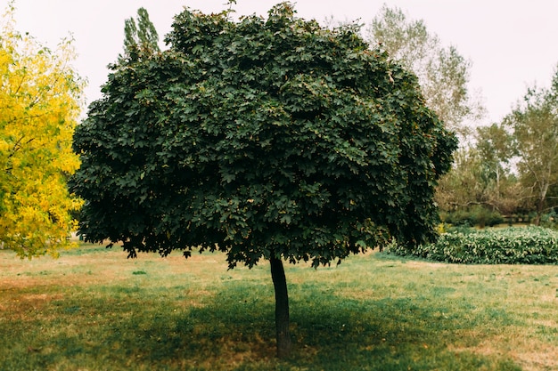 Tree with green leaves on a field