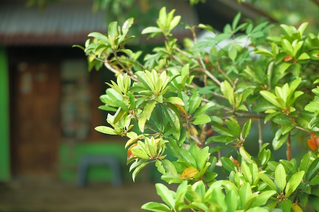 A tree with green leaves in front of a house