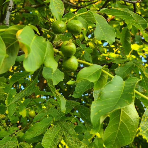 A tree with green leaves and fruits