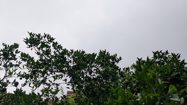 A tree with green leaves and a grey sky