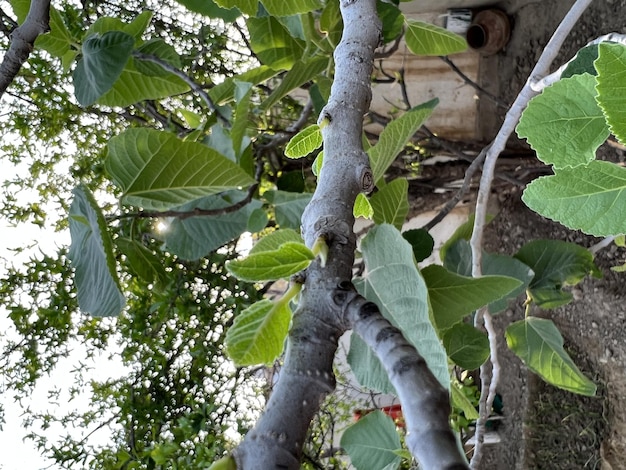 A tree with green leaves and a house in the background