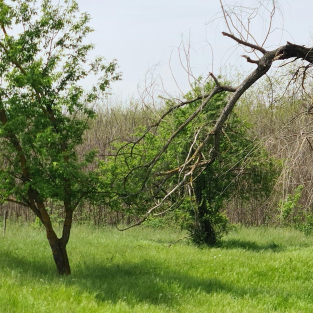 A tree with green leaves is in a field with a few trees.