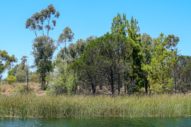 A tree with green leaves is growing on the bank of a lake.