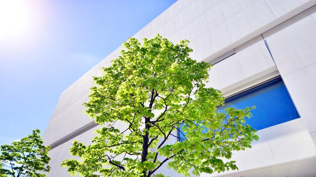 a tree with green leaves is growing in front of a building