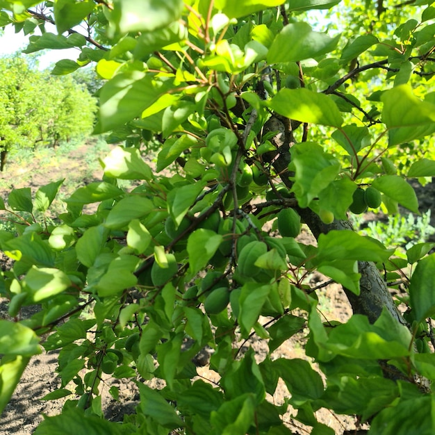 緑の葉と「果物」と書かれた標識のある木。