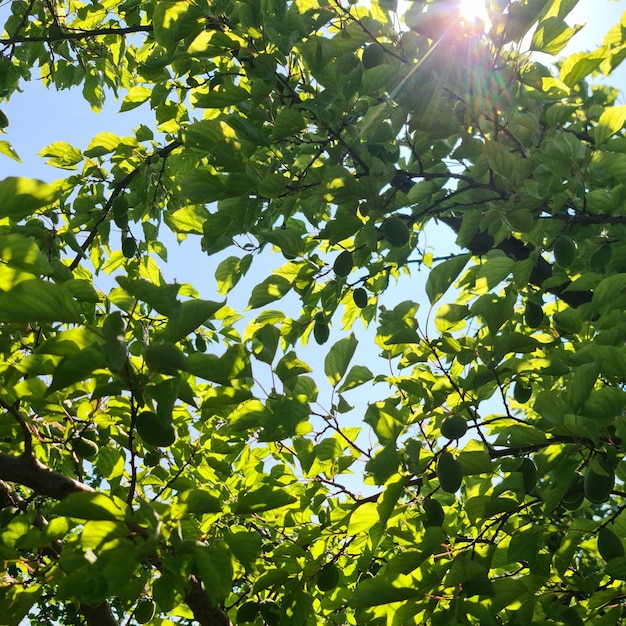 A tree with green leaves and the sun shining through it