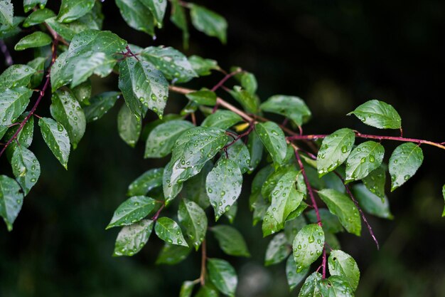 Photo a tree with green leaves that has water on it