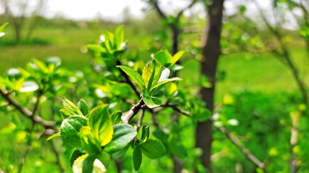 a tree with green leaves and a white background with a blurry background