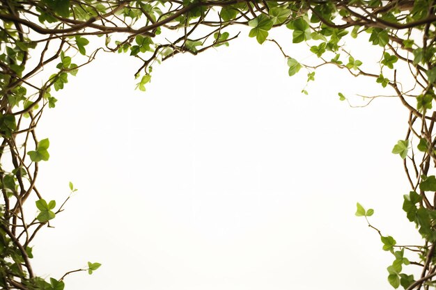 a tree with green leaves and a white background