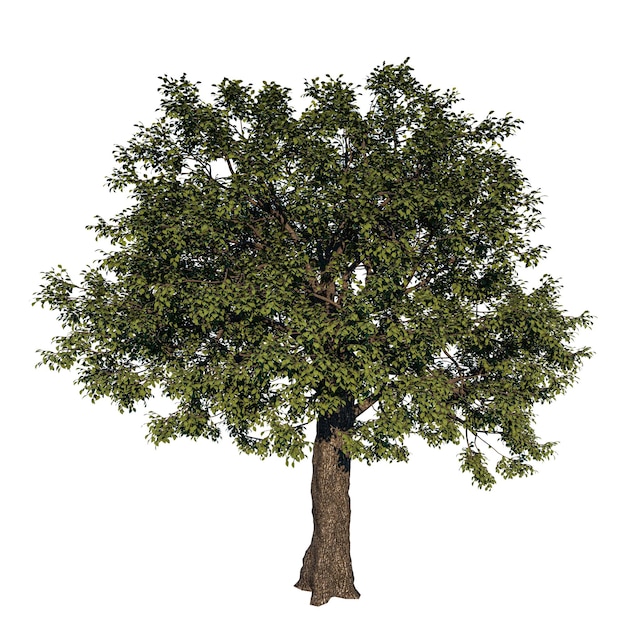 A tree with green leaves and a white background