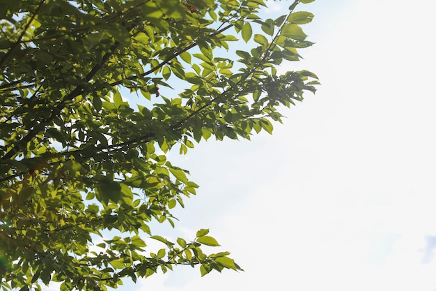 A tree with green leaves and a white sky behind it