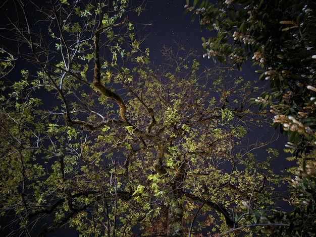 A tree with green leaves and the words " green " on it.