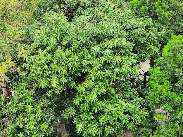 A tree with green leaves and a yellow flower in the background.