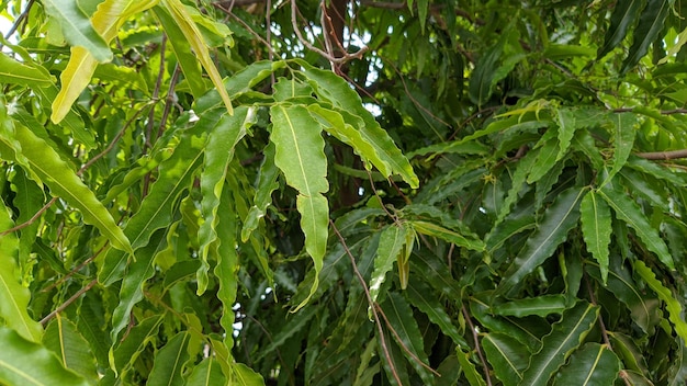 Дерево с зелеными листьями и желтыми пятнами