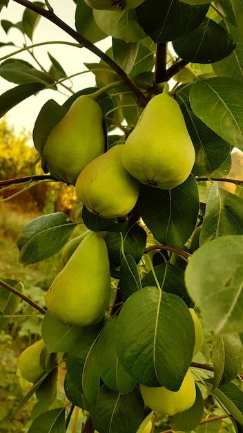 Photo a tree with green pears on it