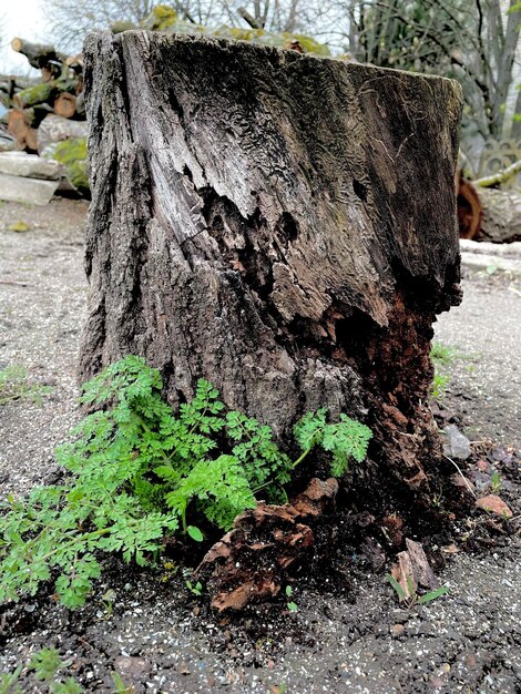 A tree with a green plant growing out of it