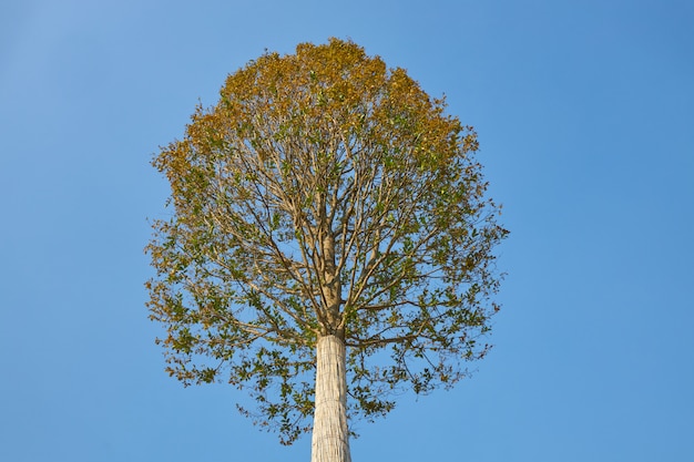 Tree with green and yellow leaves on a  of blue sky in autumn